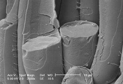 Cross-section through plant palisade cells.